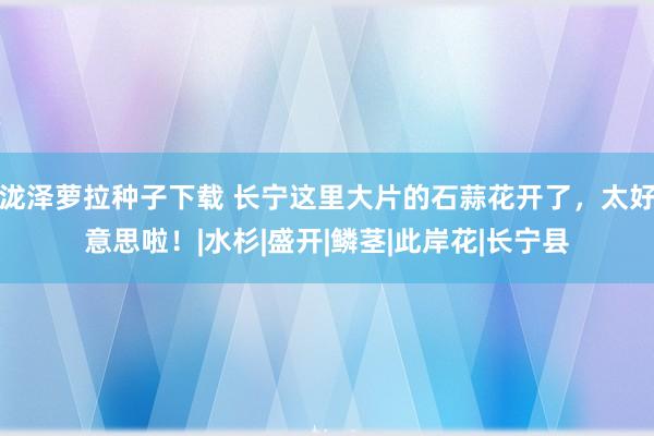 泷泽萝拉种子下载 长宁这里大片的石蒜花开了，太好意思啦！|水杉|盛开|鳞茎|此岸花|长宁县